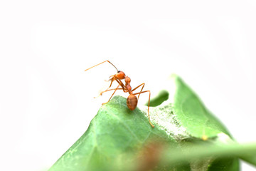 Fire Ants in Public Park