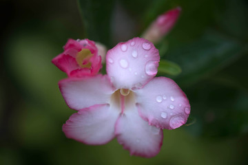 Close up of pink Impala Lily flowers,Impala Lily,Desert rose flo