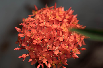 Red needle flower in the garden