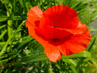 Fototapeta premium isolated bright red poppy flower closeup. soft blurred rural green field background. bright day light. fragile red petals in macro view. beauty in nature concept. spring freshness.