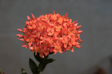 Red needle flower in the garden