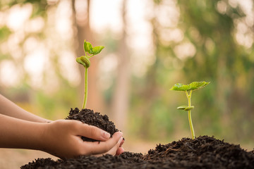 hand holding and caring a green plant over lighting background, planting tree, environment, background.agriculture, horticulture. plant growth evolution from seed to sapling, ecology concept.