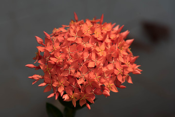 Red needle flower in the garden