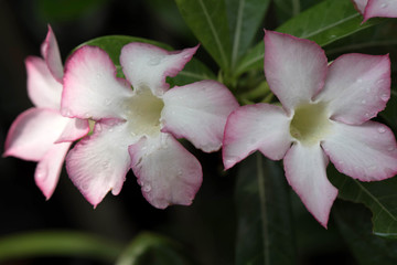 Close up of pink Impala Lily flowers,Impala Lily,Desert rose flo