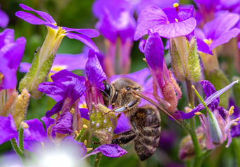 Biene holt Nektar aus lila Bodendecker-Blüte