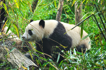 Fototapeta na wymiar Cute giant panda bear walking in forest