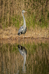 close up of a gray heron