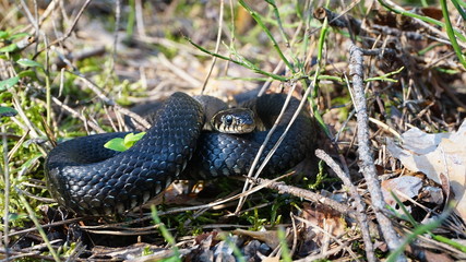 A young, small, non-venomous black snake lies on the forest green grass, moss, leaves on a spring-summer day in the forest and looks carefully away. Close-up, side view.