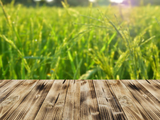 Old wooden table with the blur background. The background is blurred, young ear rice in fertile...