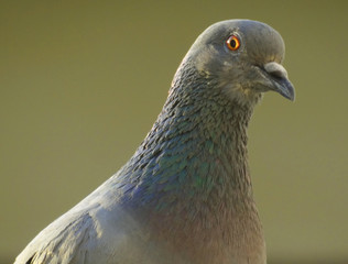 close up of a pigeon