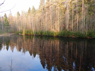 Лесное озеро