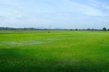 Rice field or paddy field in Malaysia. Paddy plant is still young about a few weeks old.
