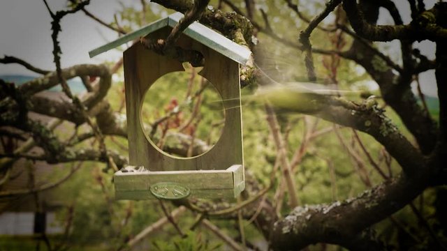 Une m&eacute;sange &agrave; t&ecirc;te noire Poecile atricapillus prends une graine et s'envole d'une petite maison d'oiseau en bois pendue aux branches sans feuilles d'un sumac de virginie