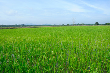 Rice field or paddy field in Malaysia. Paddy plant is still young about a few weeks old.
