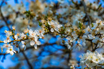 Bl&uuml;hender Kirschzweig