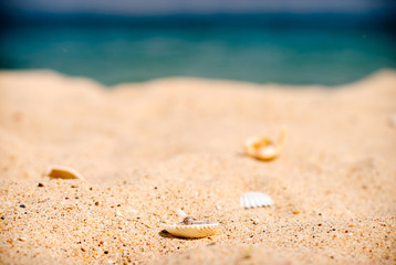 Engagement ring with diamond in shell on the sand