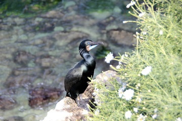 Blue-eye bird