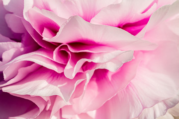 Spring flowers. Spring pink background. Beautiful airy pink peony flower