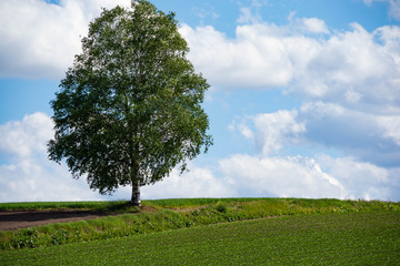緑の野菜畑とシラカバの木と青空
