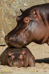 
hippopotamus in nature with juvenile