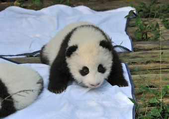 Cute newborn panda bears