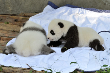 Cute newborn panda bears © wusuowei