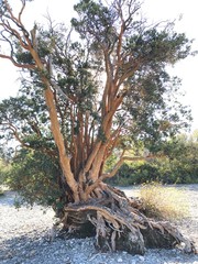 Arbol Arrayan (Lago Puelo ,Barilohe ARGENTINA)