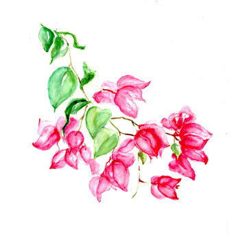 Aquarelle painting of Vintage flower  sketch art illustration