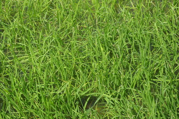 Rice field or paddy field in Malaysia. Paddy plant is still young about a few weeks old.

