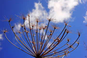 A dry hogweed inflorescence on a blue sky background with white cloud.