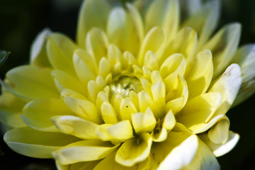 Yellow flower with Marco Lens