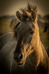 Wild Polish Konik Horses