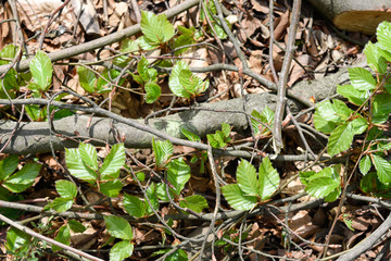 Springtime, new and fresh green leaves
