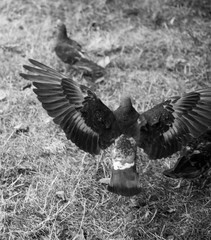 Grey dove.