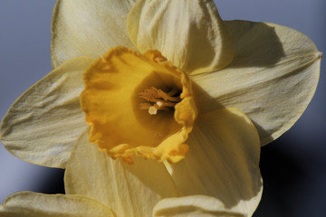 Frühling - Blüte einer gelben Narzisse