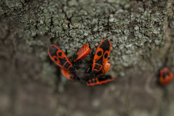 Bedbug-soldier on a tree trunk, red-black beetle, super macro mode