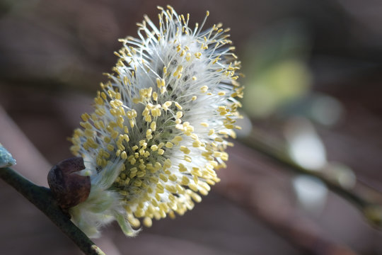 Bee tree - catkin in the garden 