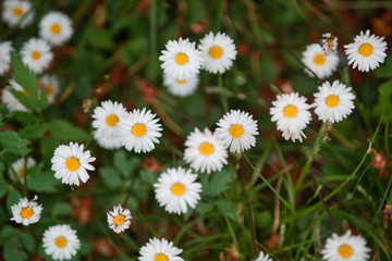 Fototapeta premium fiore