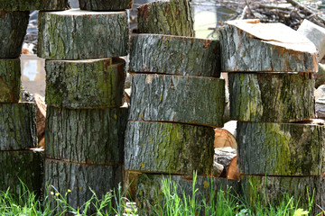 Fototapeta premium tronchi