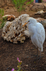 Ave blanca con pico naranja