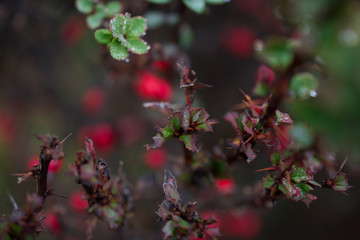 sharp bush branches
