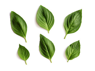 Wallpaper with fresh basil green leaves isolated on white background.