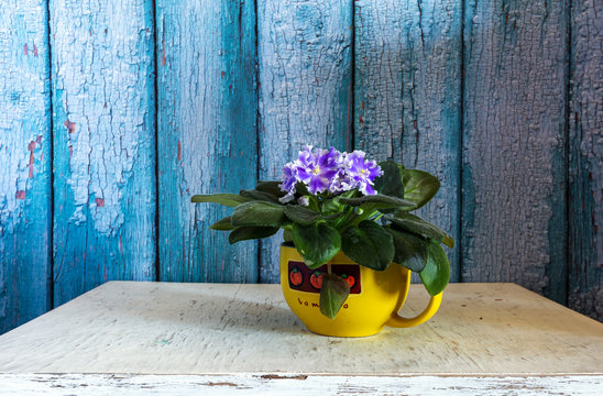 Still life with blooming violet in a large yellow cup. Vintage. Minimalism.