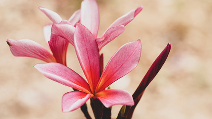 Pink plumeria flowers in the evening.