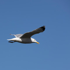 Fototapeta na wymiar seagull against a blue sky