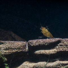   Aquarium shrimp Tangerine Tiger,  Caridina serrata 