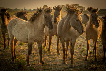 wild horses in the wild