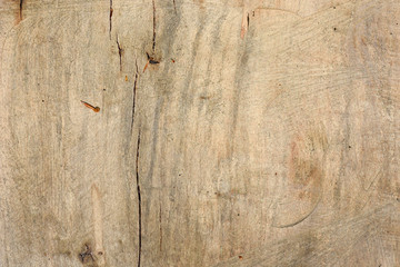 Beech wood texture