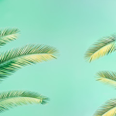 Tropical palm tree with sunlight on mint colored background with copy space. Summer vacation and nature travel concept. Vintage tone filter effect.