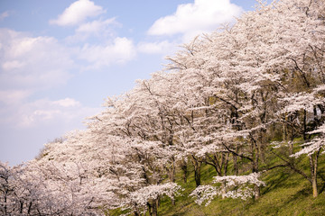 Fototapeta na wymiar 羊山公園の桜